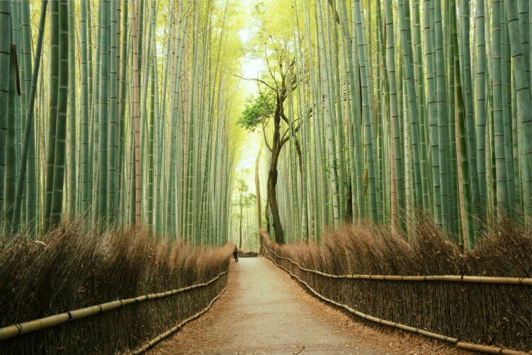 bosque de bambú de arashiyama kioto japón bosque de bambú de arashiyama kioto japón