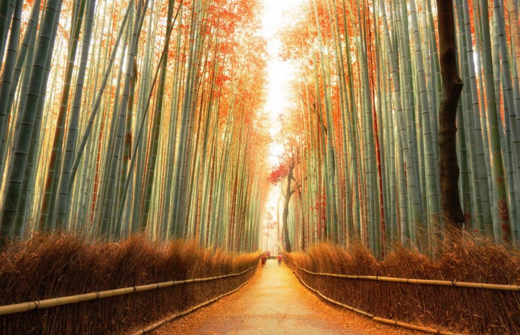 bosque de bambú en kyoto en otoño