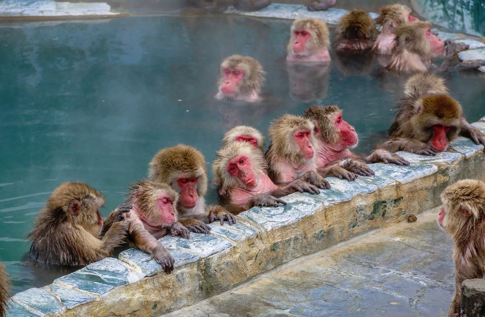 macaco japonés aguas termales