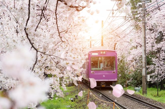 arbol japones rosa con el tren