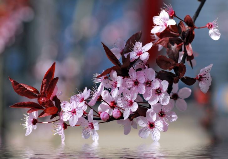 la flor de sakura