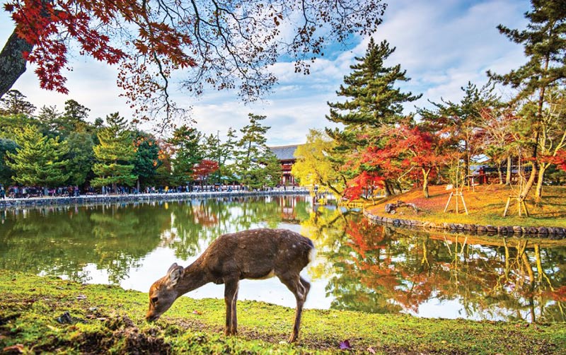 qué hacer en Nara Japón