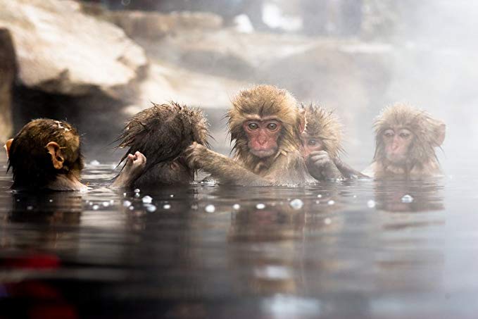monos en nagano japon