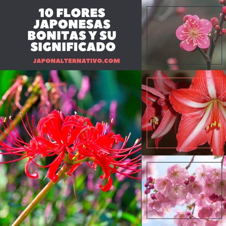 ▷ Las 10 Flores Japonesas Más Bonitas y Su Significado ❤️
