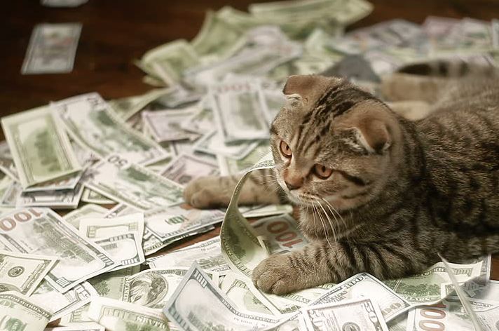 dar dinero a los gatos proverbio japones