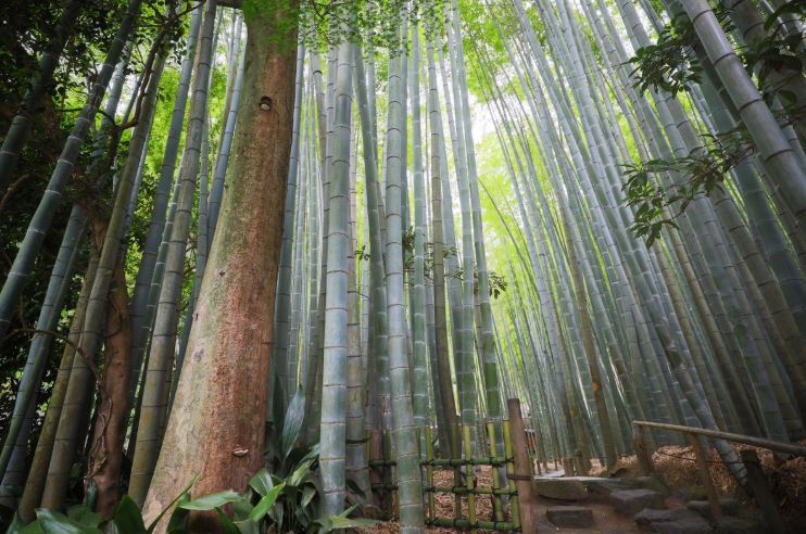 Hokokuji bosque bambu kamakura japon