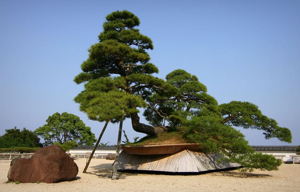 el bonsai mas grande del mundo en japon