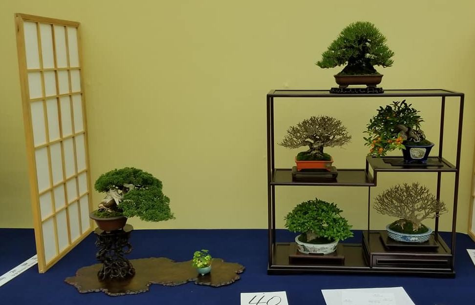 gafu ten bonsai kioto japon