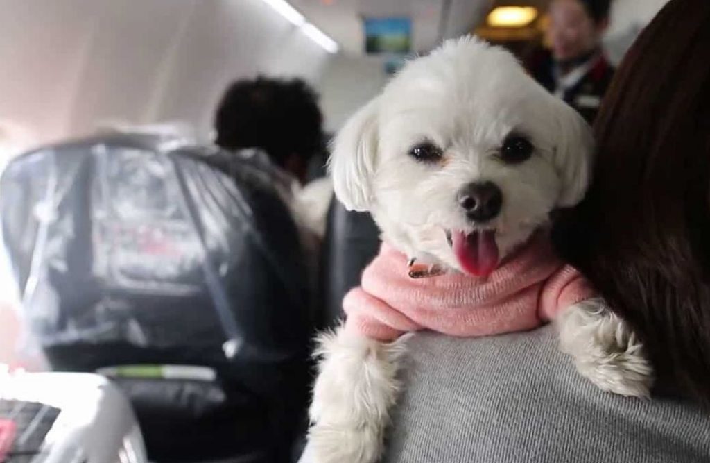 como llevar una mascota en avion japones