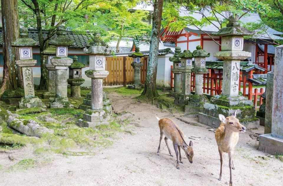lugares que visitar japon ciervos nara