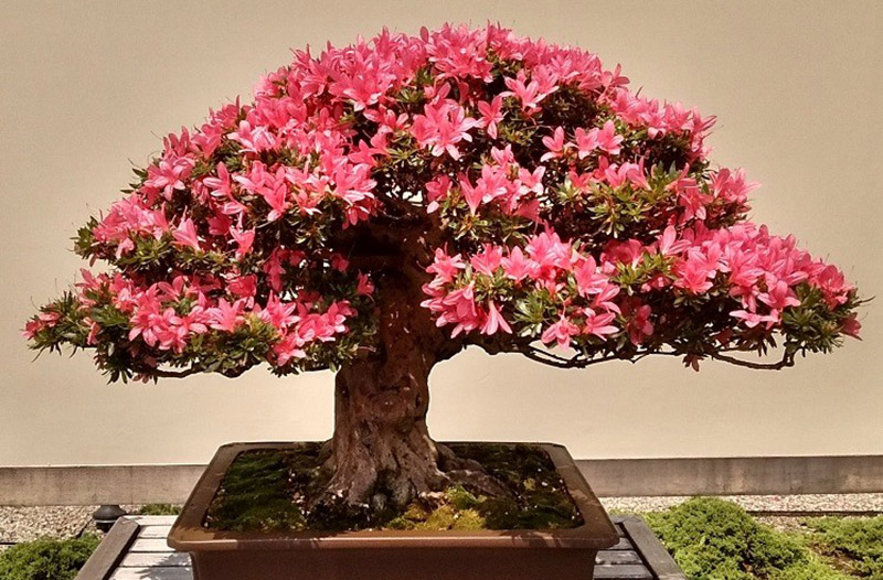 Ver bonsáis en Japón
