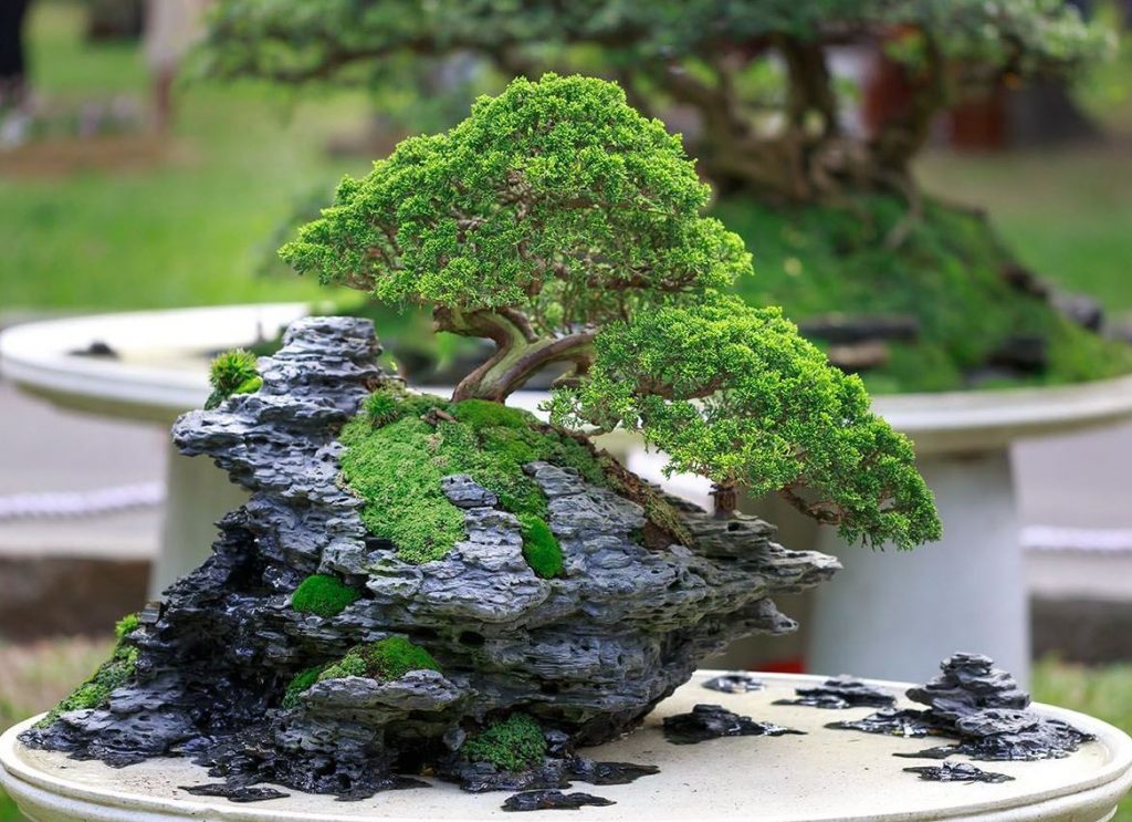 bonsai japones significado