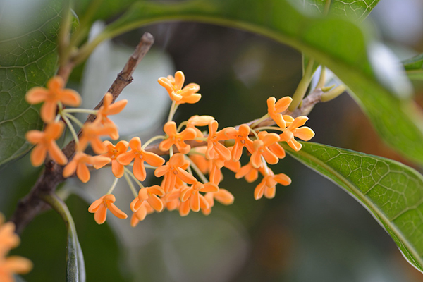 como se llama la flor de la naranja