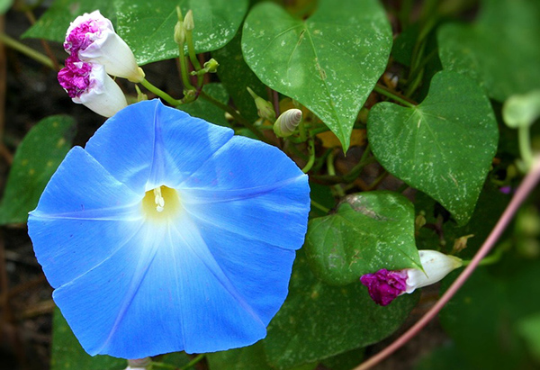 cual es la flor nacional de japon