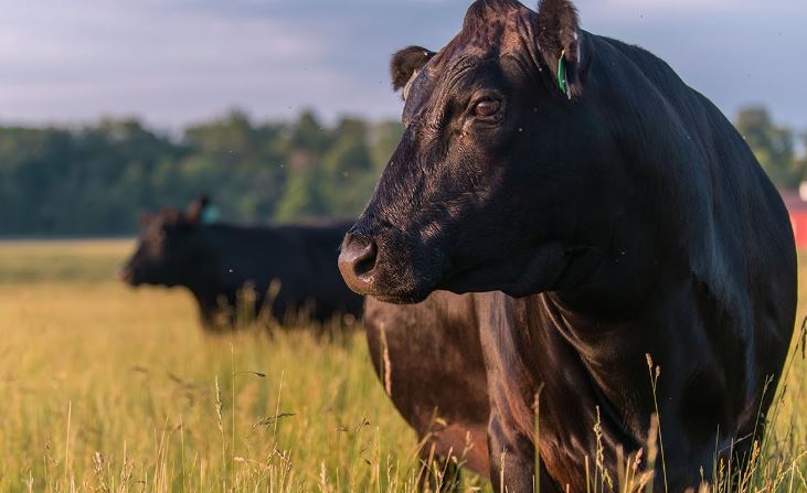 de donde proviene la carne de wagyu