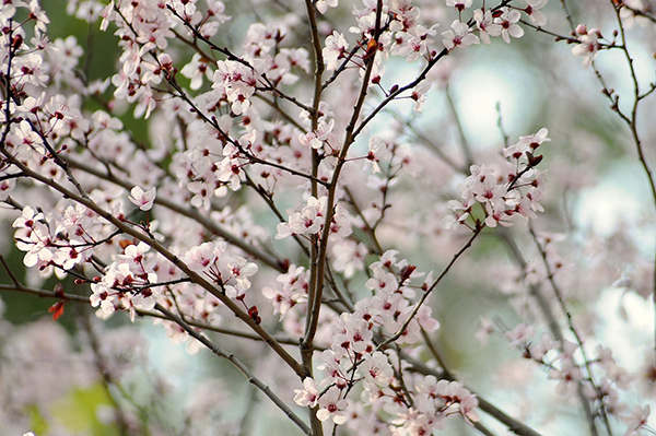 flores blancas significado