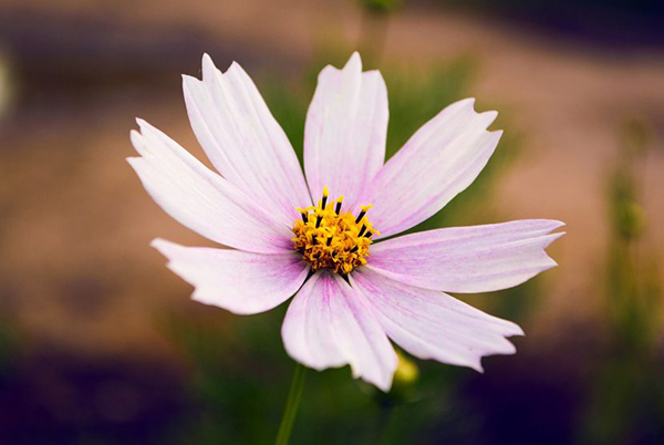 flores chinas tatuajes