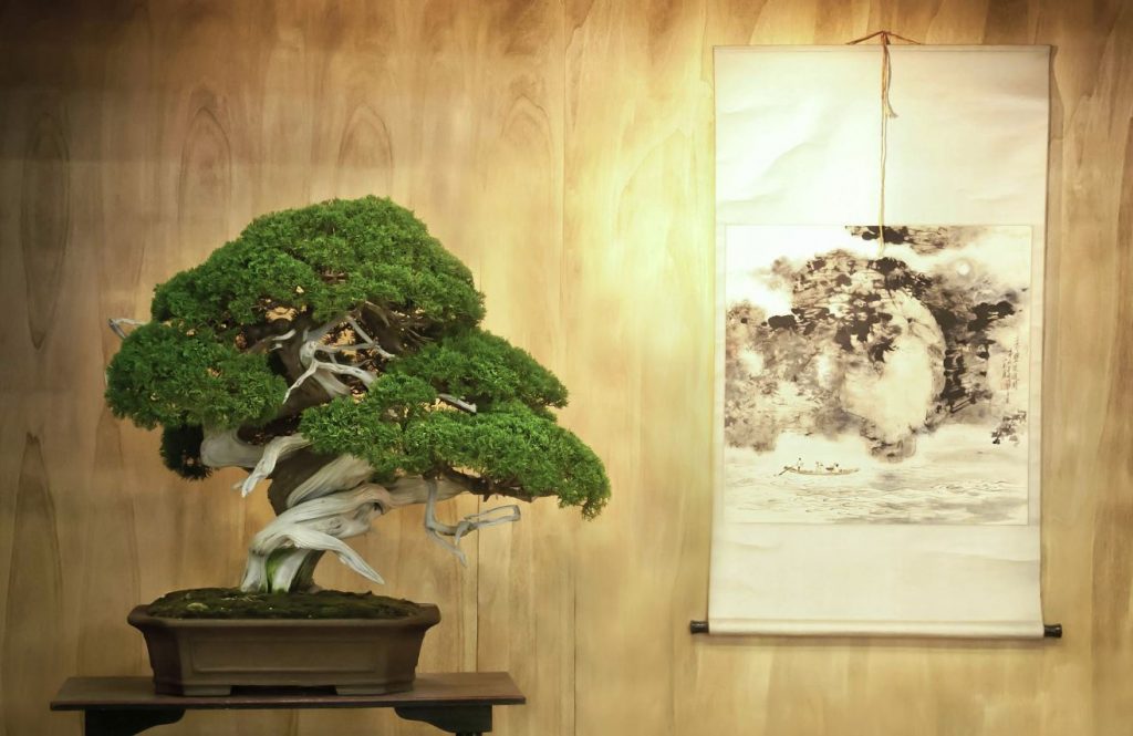 fotos de los mejores bonsais del mundo