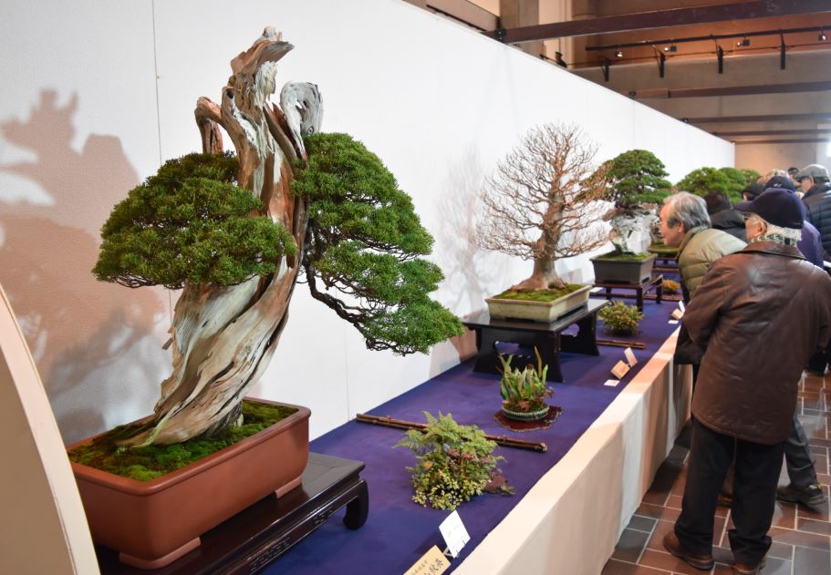 kokufu bonsai ten taito tokio