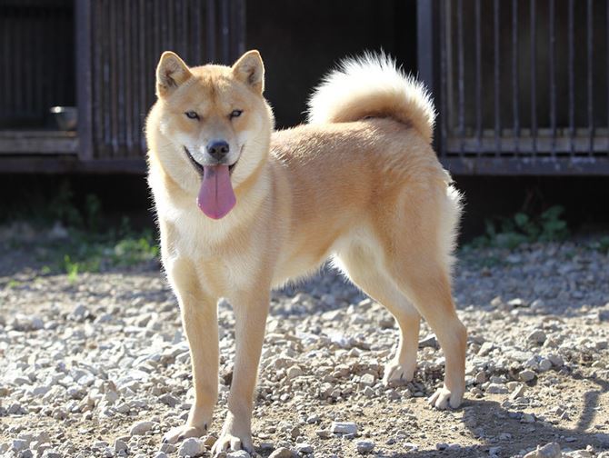 raza japonesa de perro de caza hokkaido