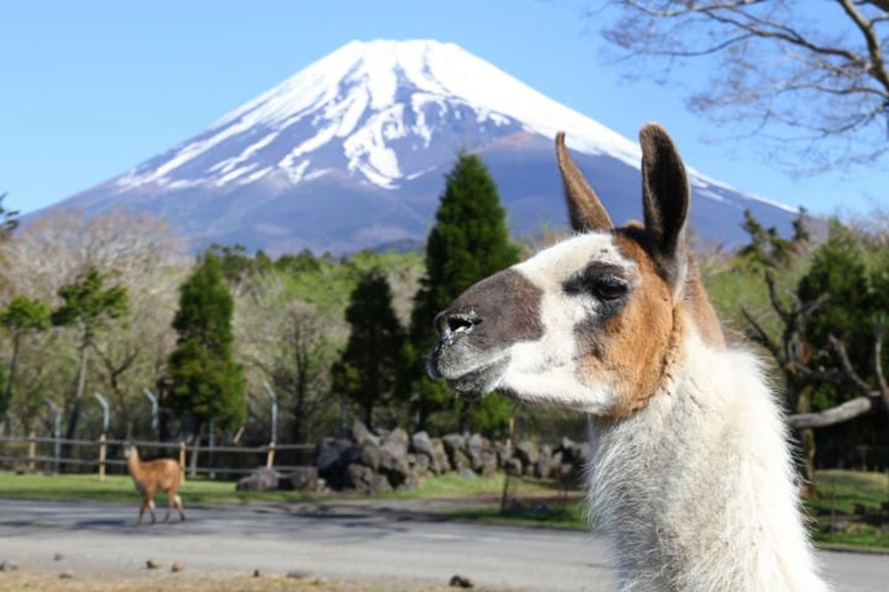 Fuji Safari Park información en español