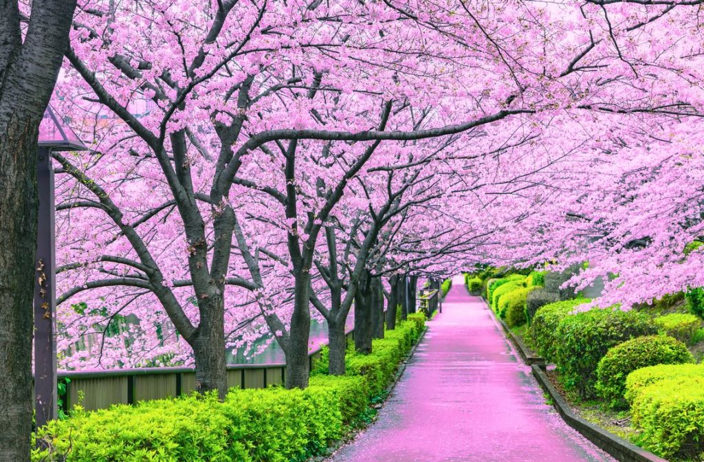 epoca de floracion de los cerezos en japon