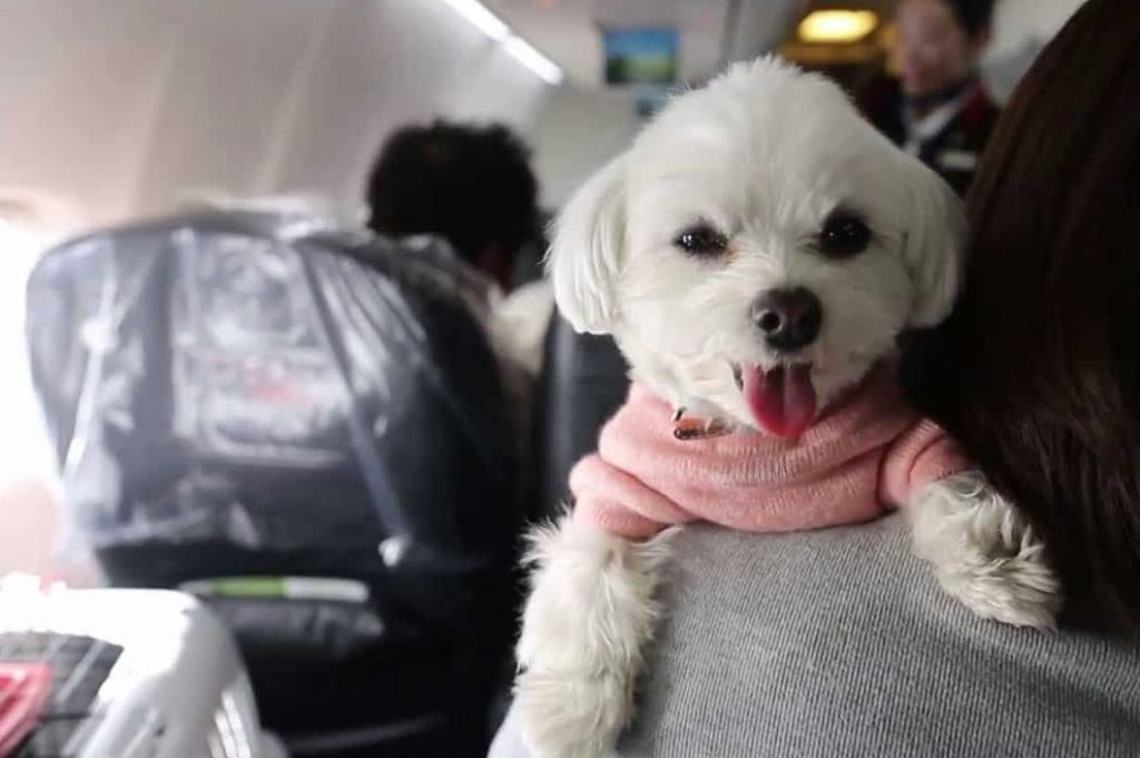 sufren los perros al viajar en avion