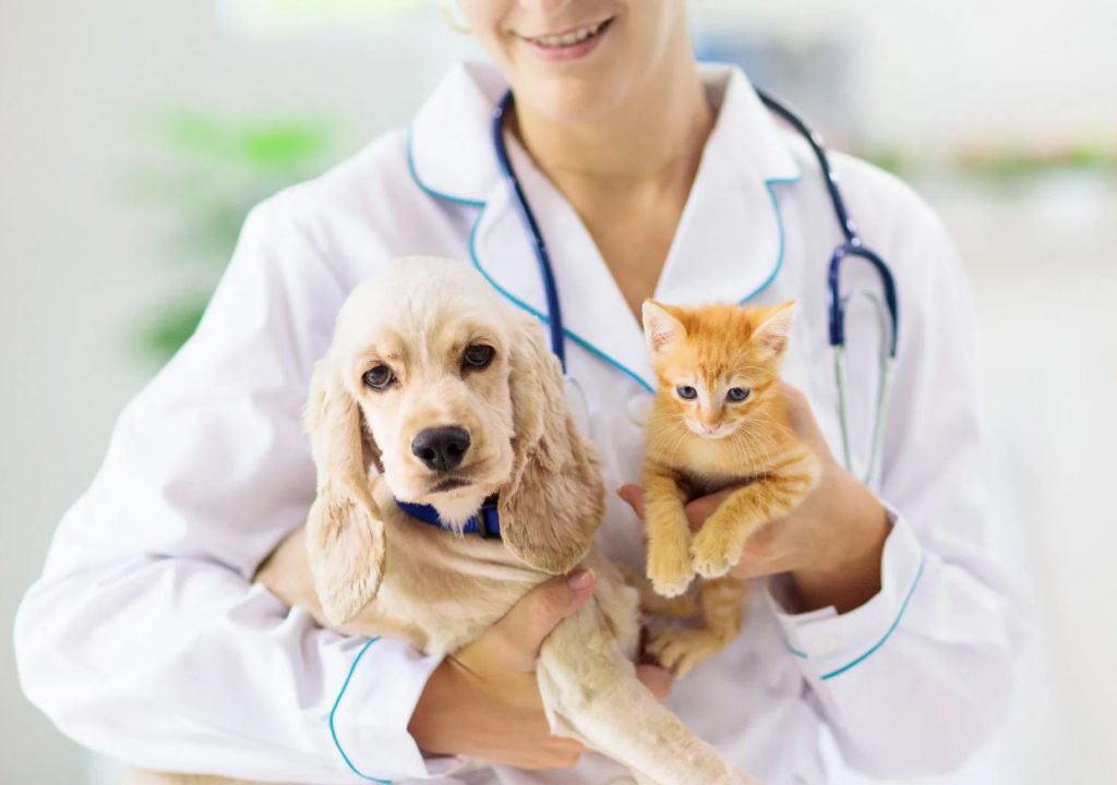 vacunacion para mascotas viajar a japon