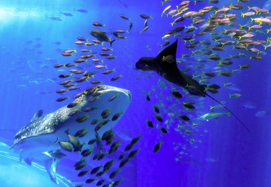 acuario mas grande del mundo japon kaiyukan osaka