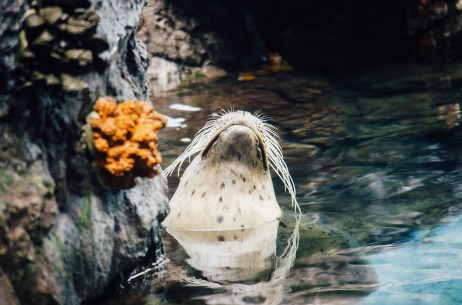 leones marinos en el acuario de osaka