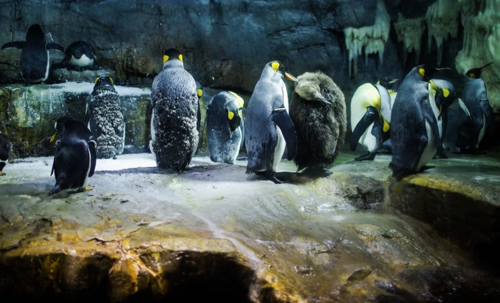 pinguinos en el acuario de osaka