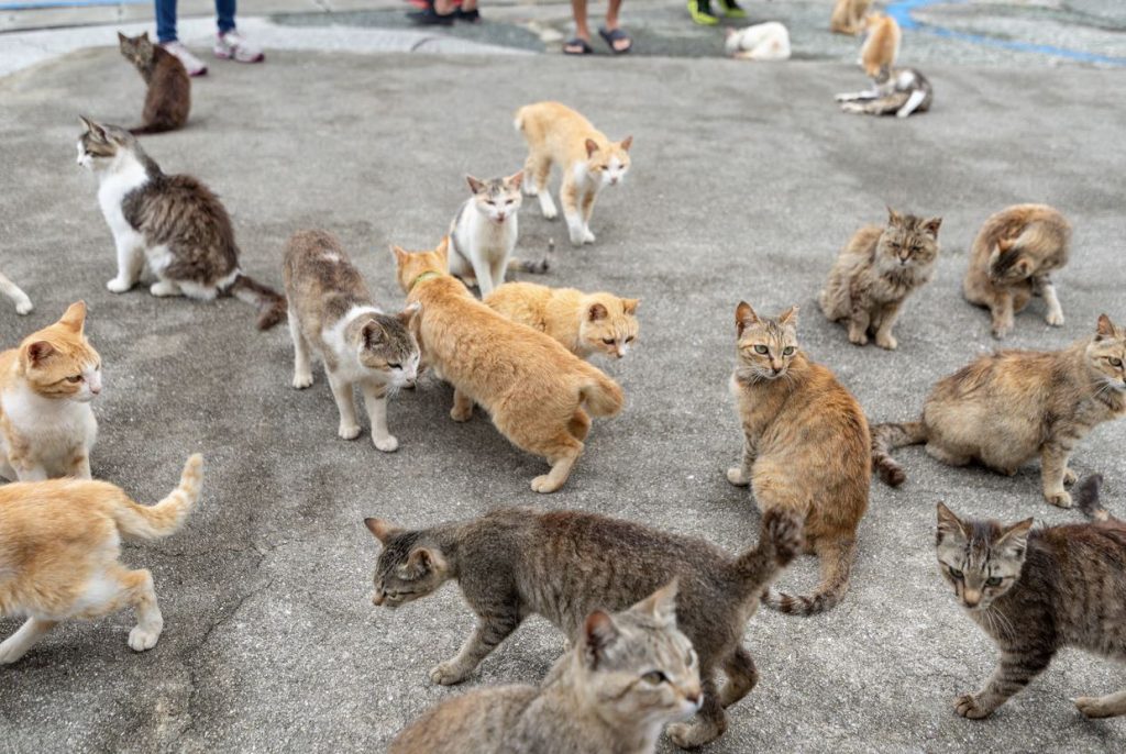 el mejor secreto guardado la isla de los gatos