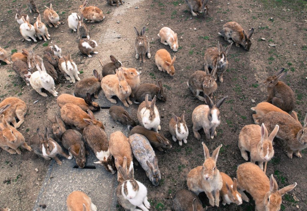 isla de los conejos japon como llegar