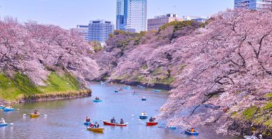 cerezos en flor en Tokio