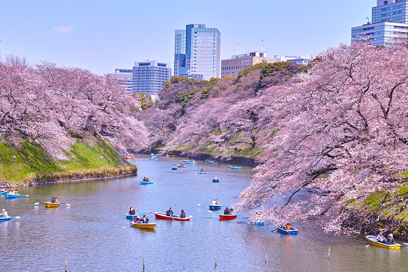 cerezos en flor en Tokio