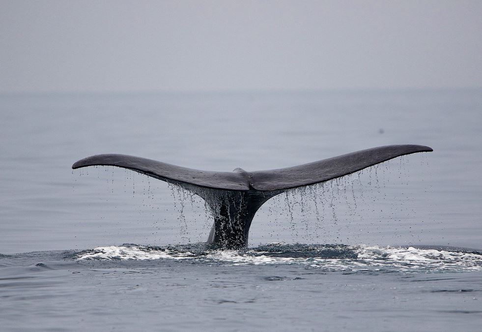 donde ver ballenas en japon
