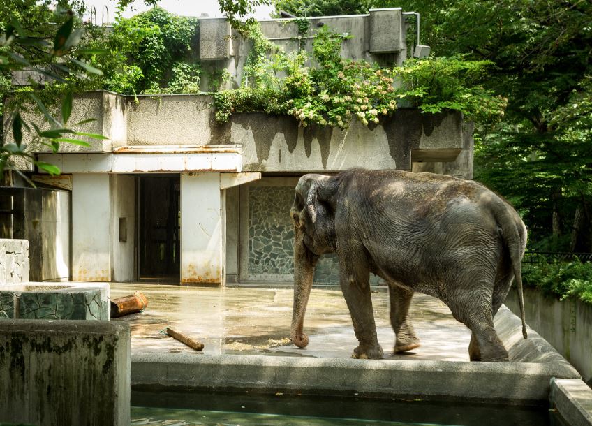 elefantes en japon zoo