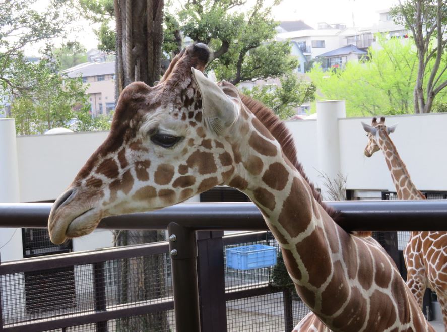 girafas en japon