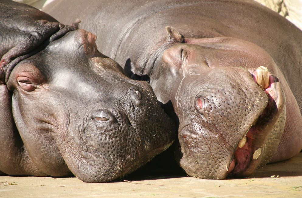 hipopotamos en el zoo de ueno japon