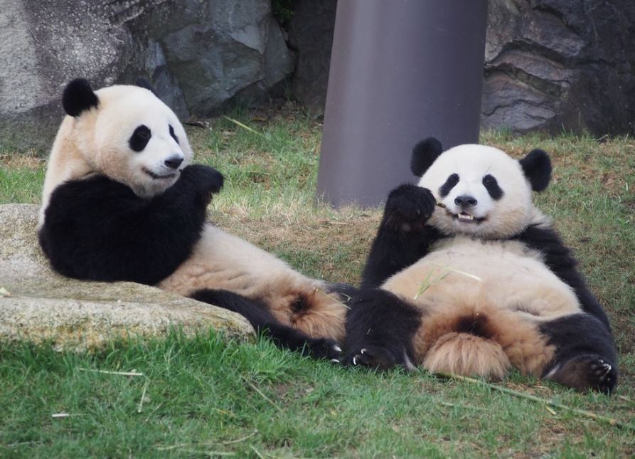 osos panda en japon