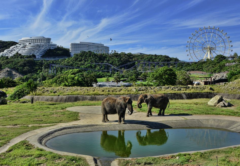 parque tematico wakayama adventure world zoo