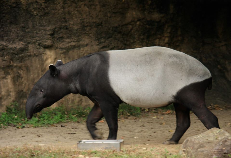 tapir japones zoo yokohama