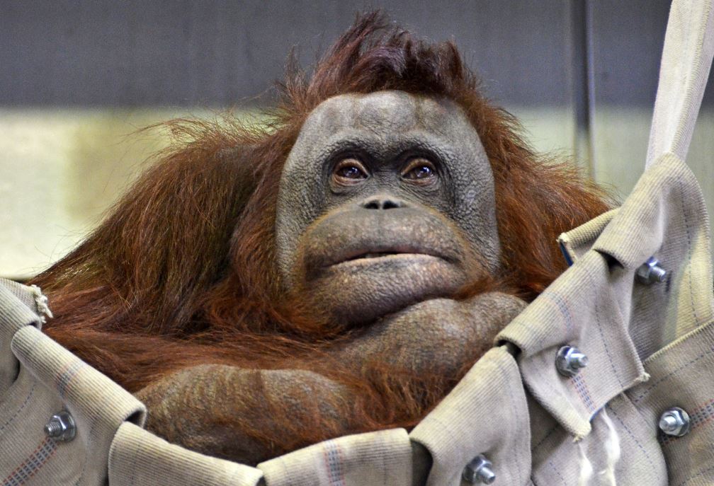 ver orangutanes en japon