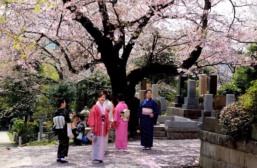 donde ver sakura en tokio