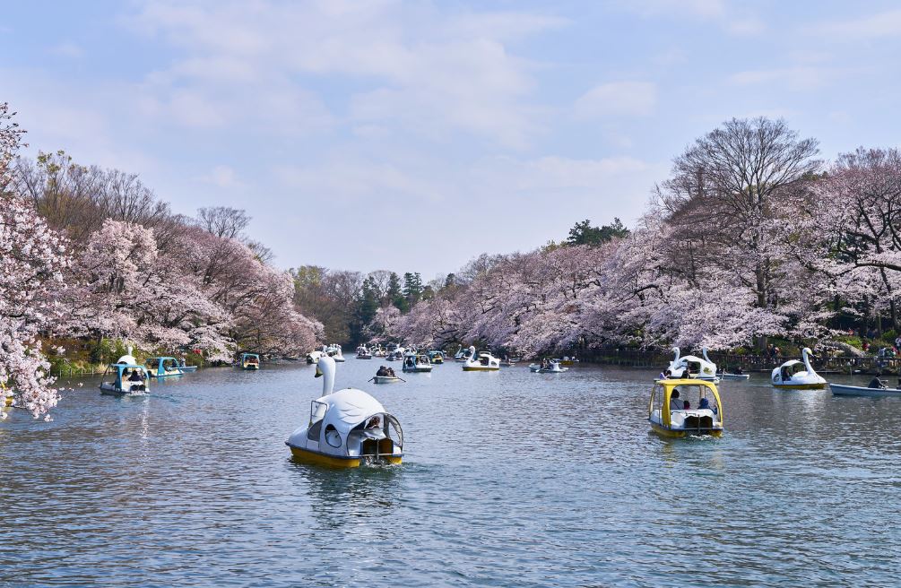 mejor sitio para ver el cerezo en flor en japon