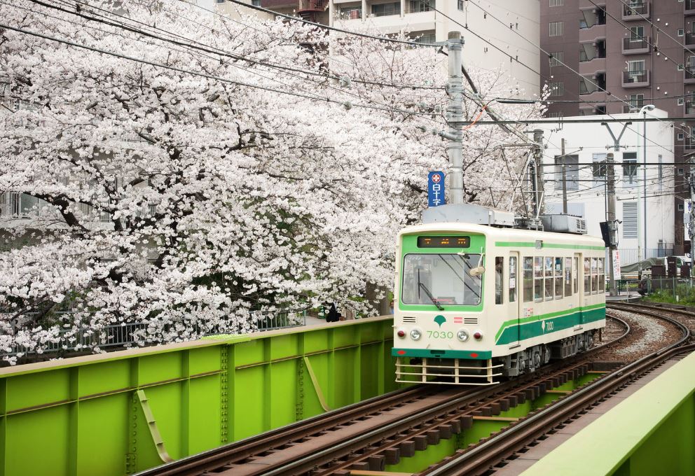 tokyo sakura tram para ver el hanami