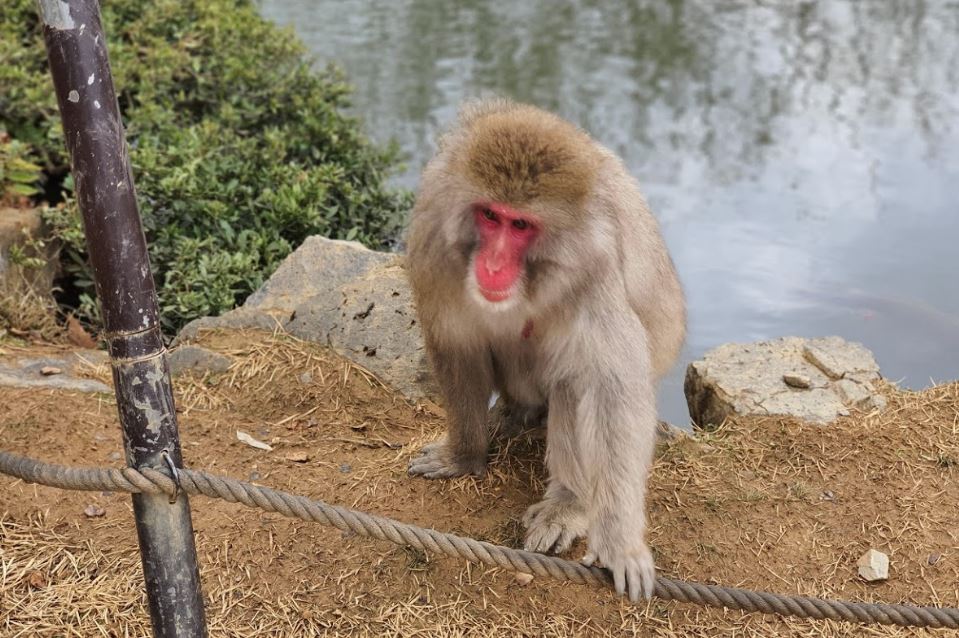 donde hay monos en japon