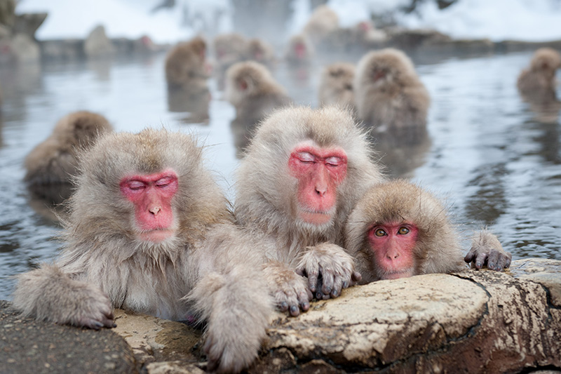 monos salvajes en Japón