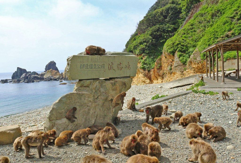 sitios para ver monos de japon alternativo