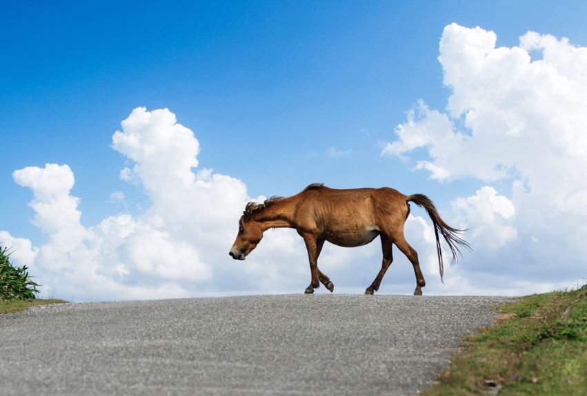 caballos salvajes en japon